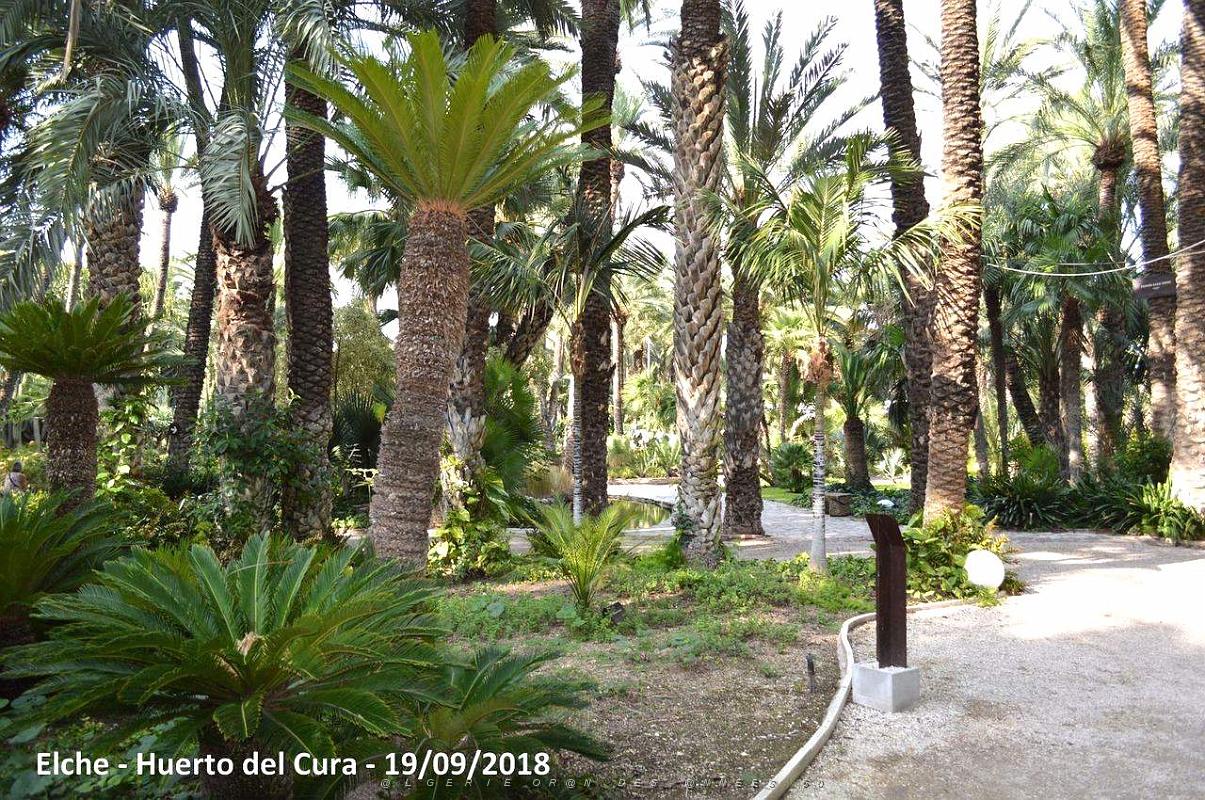 19 ELCHE HUERTO DEL CURA (57).JPG
